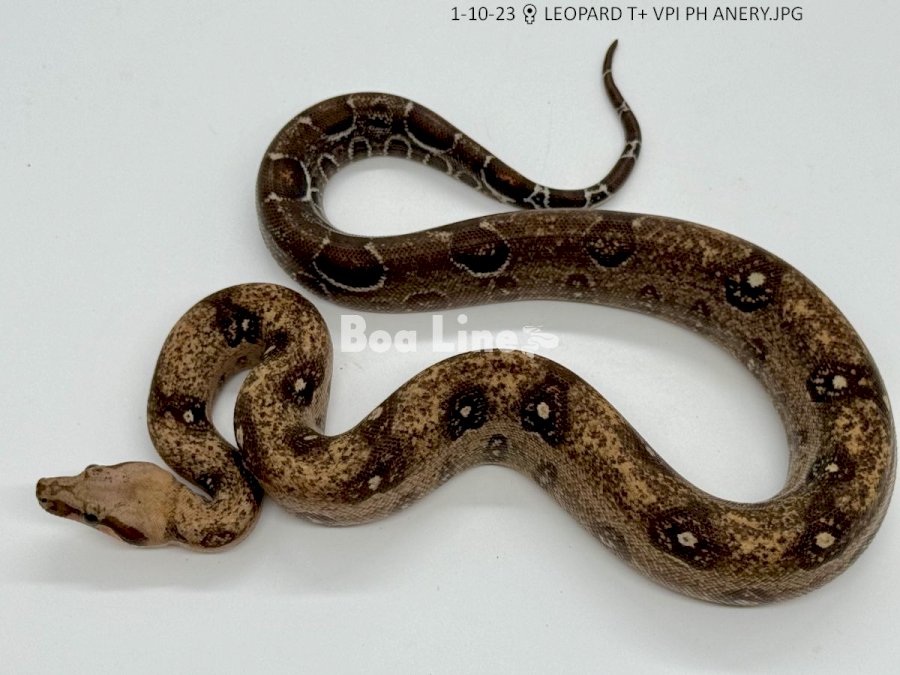 LEOPARD T+ VPI PH ANERY